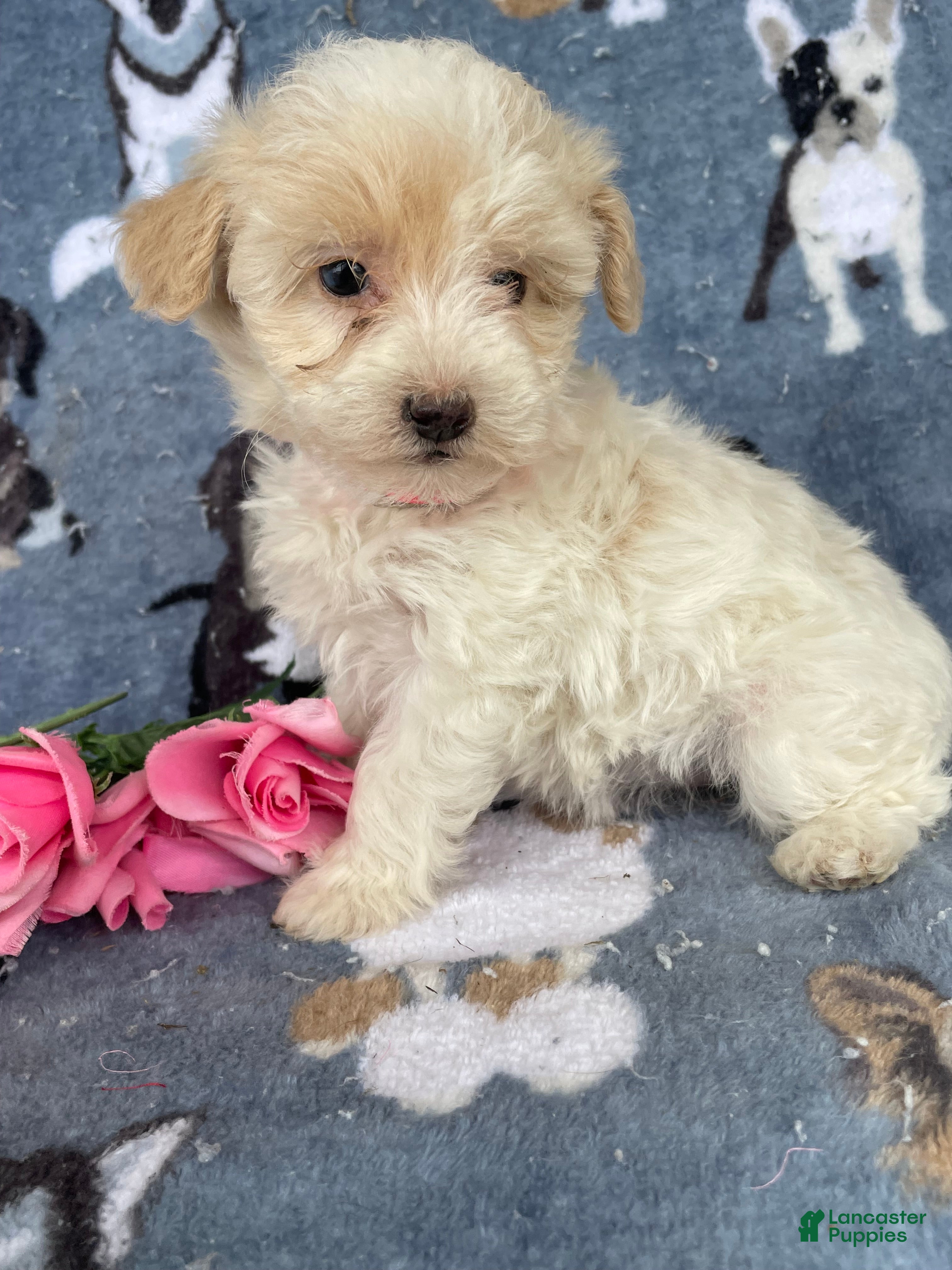 Toy Poodle dogs Ophelia - Ad 40