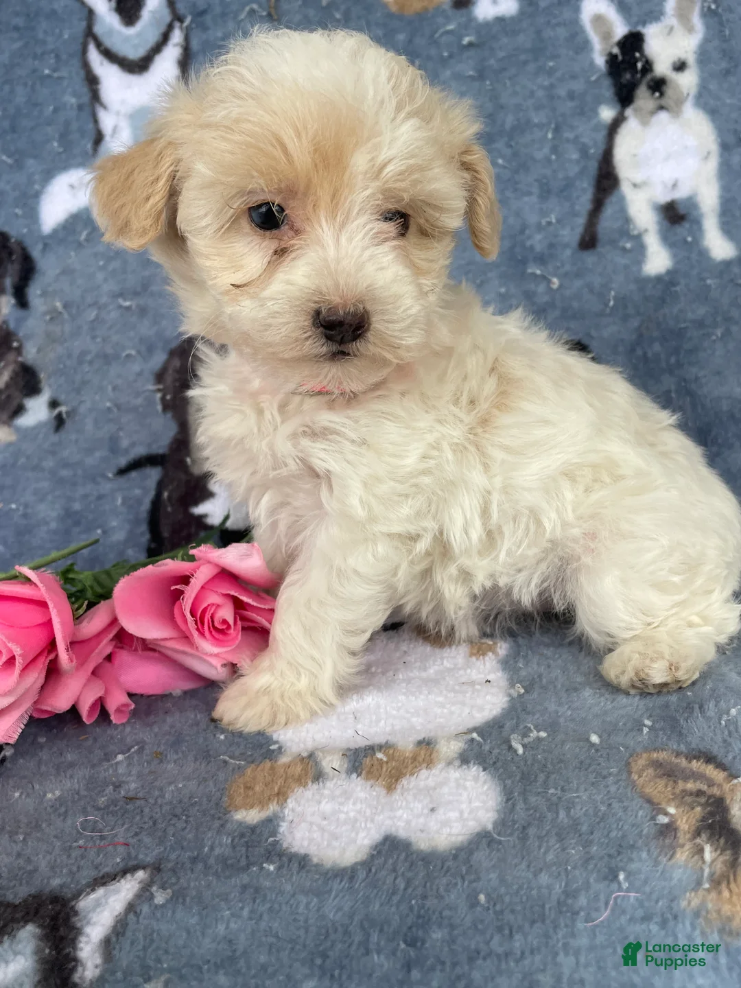 Toy Poodle dogs for sale: Ophelia - Ad 1