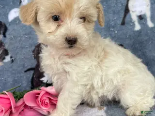 Toy Poodle dogs Ophelia - Ad 37