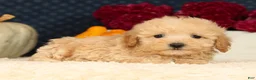 Havapoo dogs for sale: Rex - Ad 5