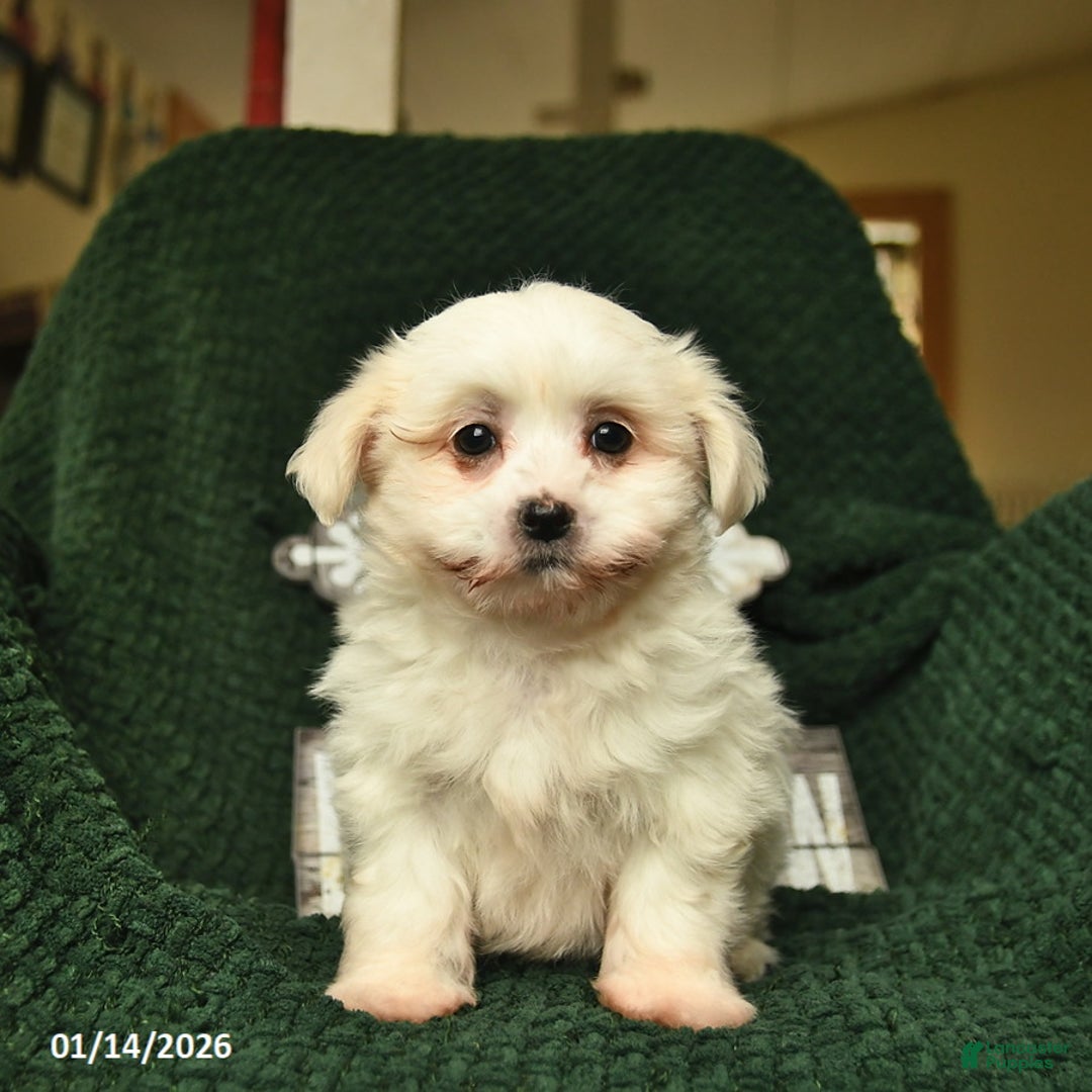 Maltese dogs for sale: Lizzy  - Ad 1