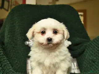 Maltese dogs Lizzy - Ad 35