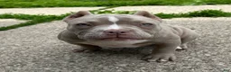 American Bully dogs for sale: Tootie - Ad 3