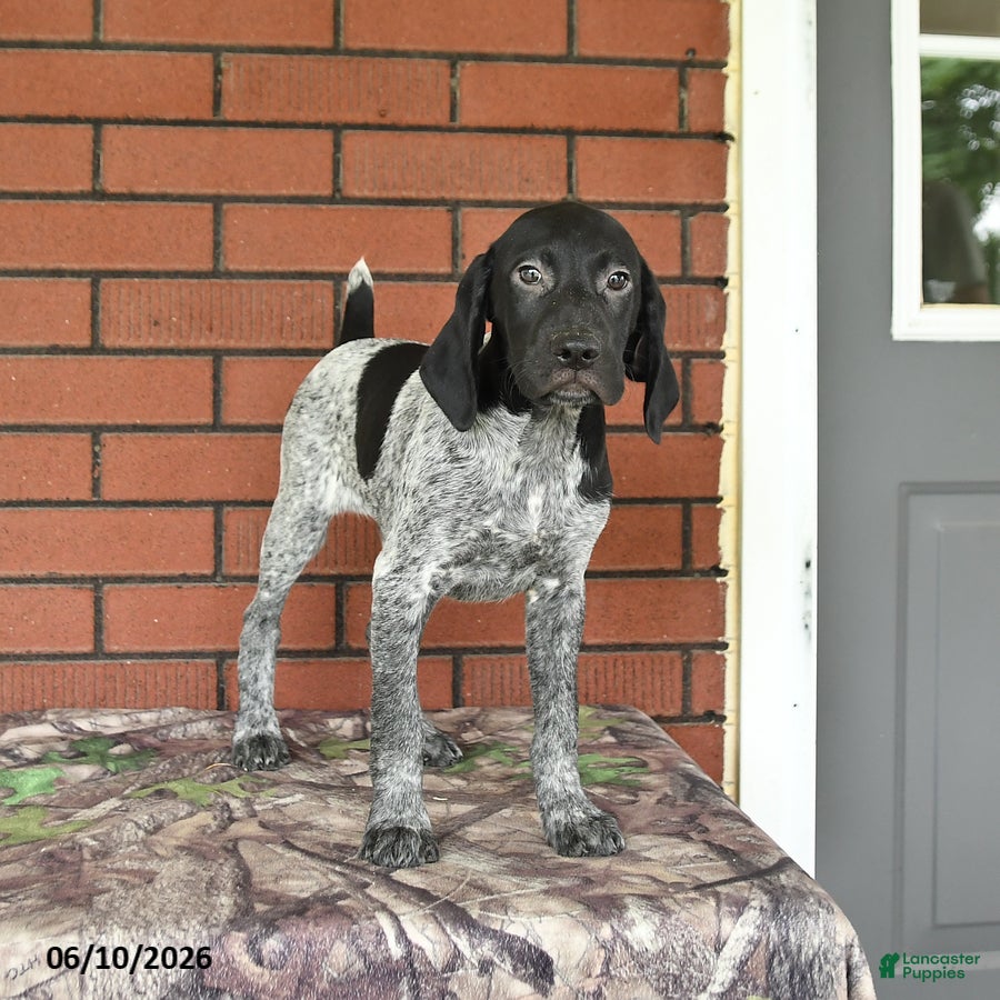 German Shorthaired Pointer dogs Gizmo - Ad 2