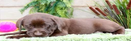 Labrador Retriever dogs for sale: Stacy - Ad 7