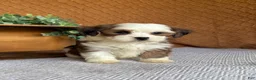 Havanese dogs for sale: Ashley  - Ad 5