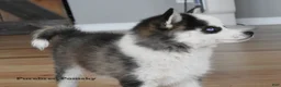 Pomsky dogs for sale: Tinker Micro Pomsky - Ad 4