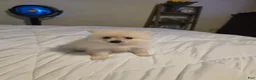 Pomeranian dogs for sale: Pomeranian 3 - Ad 1