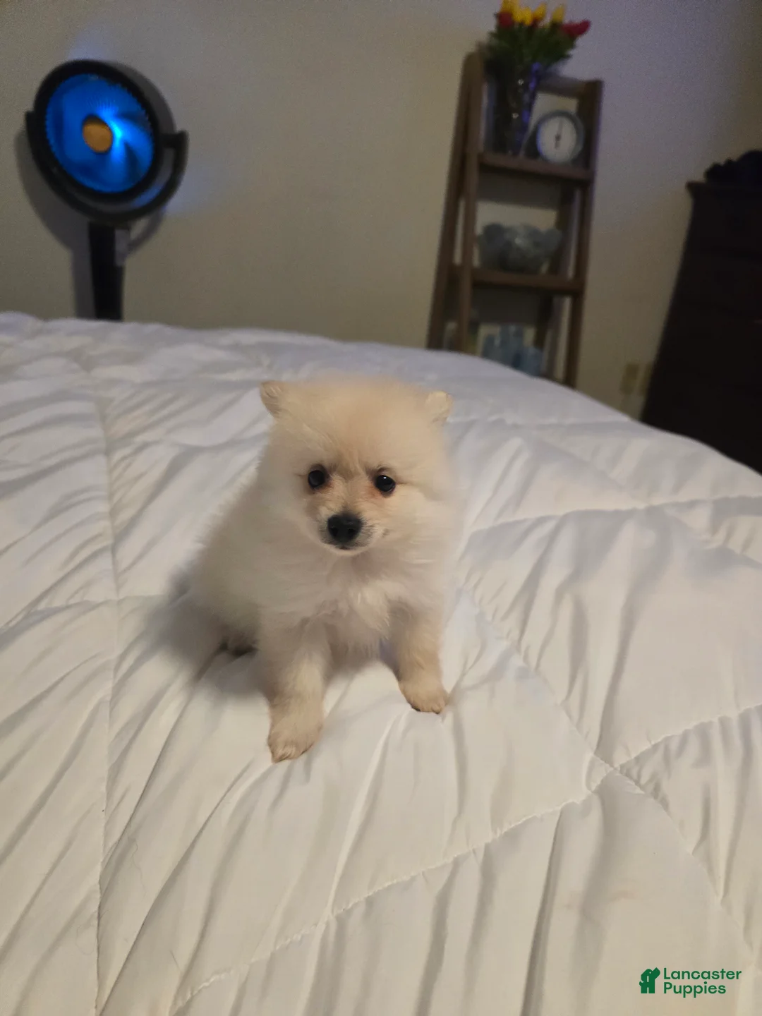 Pomeranian dogs for sale: Pomeranian 3 - Ad 1
