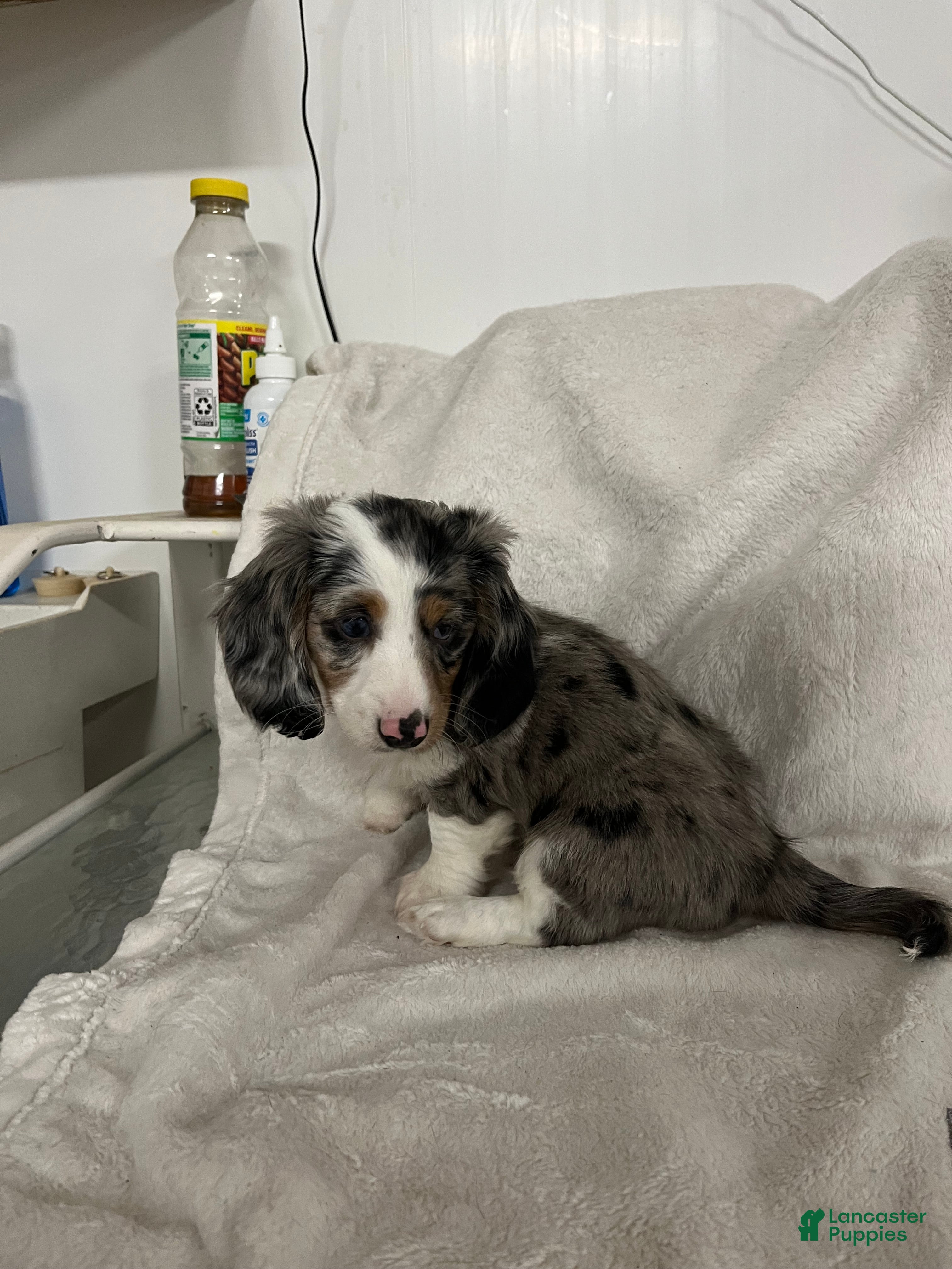 Miniature Dachshund dogs Rascal  - Ad 36