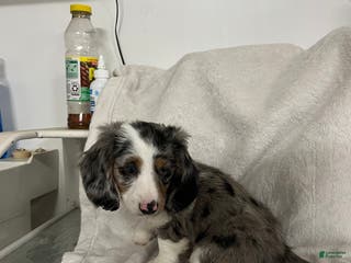 Miniature Dachshund dogs Rascal - Ad 36