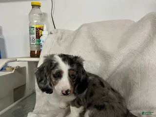 Miniature Dachshund dogs Rascal - Ad 39