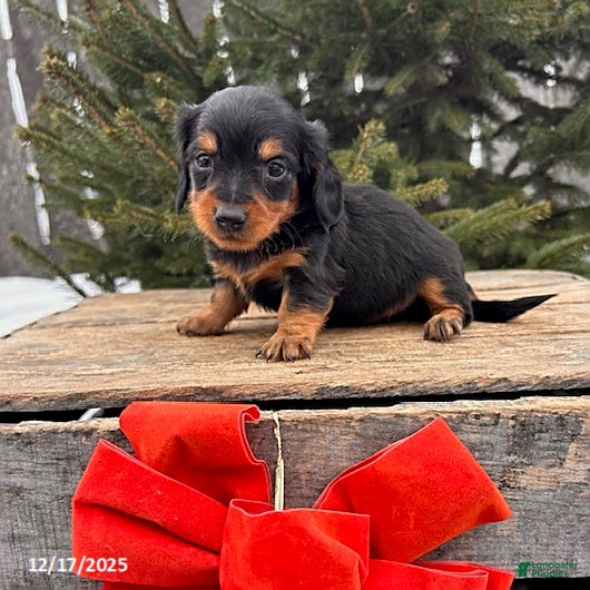 Miniature Dachshund dogs Samantha - Ad 17