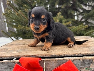 Miniature Dachshund dogs Samantha - Ad 20