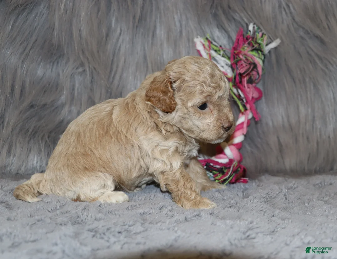 Havapoo dogs for sale: Apple Toy Size👨‍👨‍👦‍👦💞🐕 - Ad 14