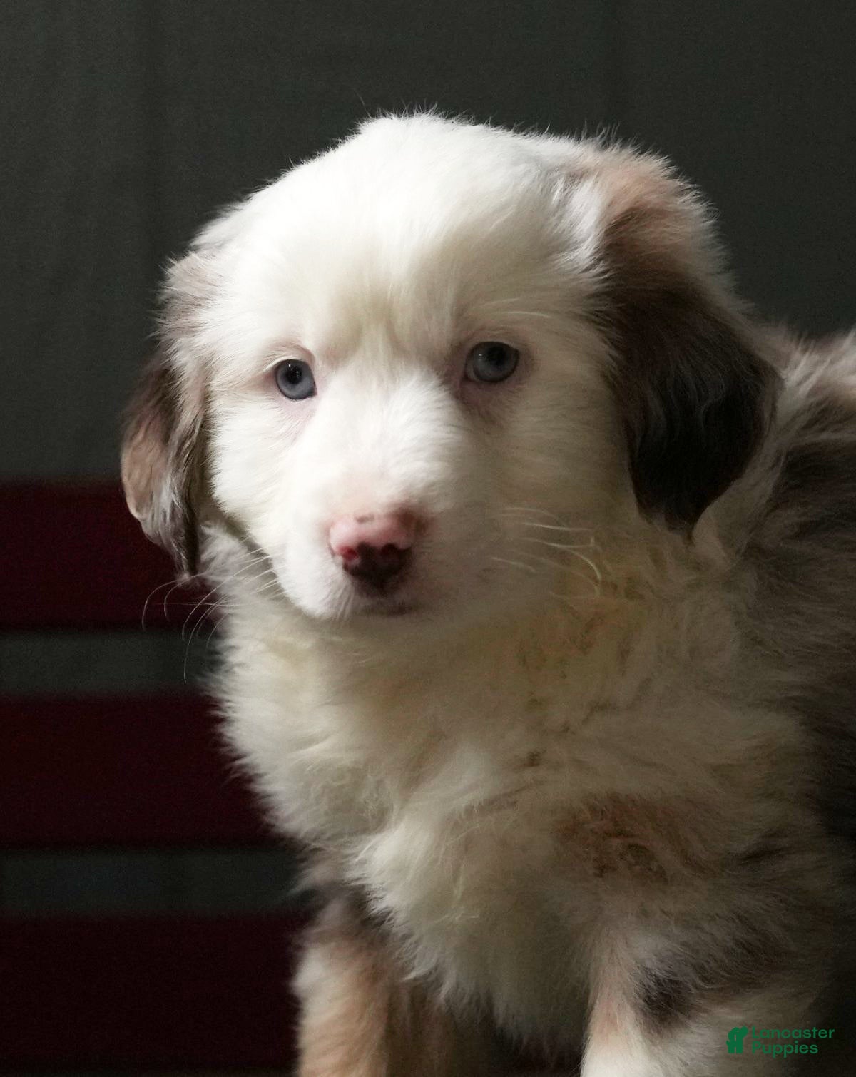 Miniature Australian Shepherd dogs Dixie - Ad 38
