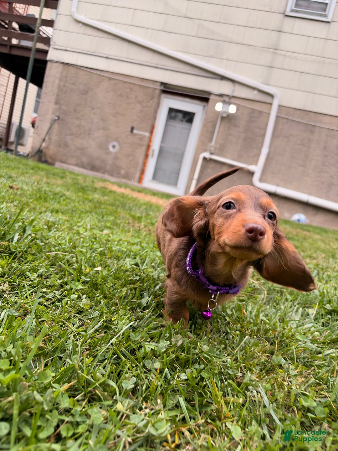 Miniature Dachshund dogs for sale: Ginger - Ad 2