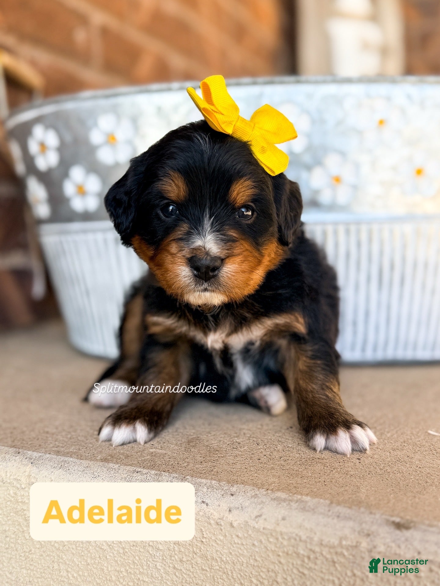 Bernedoodle dogs Adelaide - Ad 3