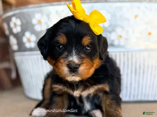 Bernedoodle dogs Adelaide - Ad 3