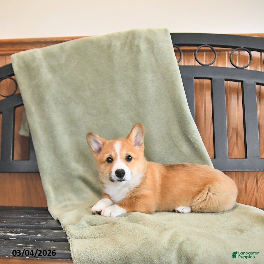 Welsh Corgi Pembroke dogs Tot  - Ad 1