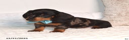 Miniature Dachshund dogs for sale: Nipper - Ad 4
