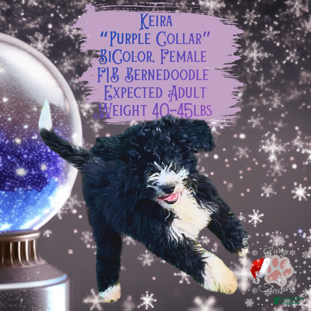 Mini Bernedoodle dogs for sale: Keira “Lavender Collar” Female - Ad 3