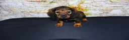 Miniature Dachshund dogs for sale: Wendy - Ad 4