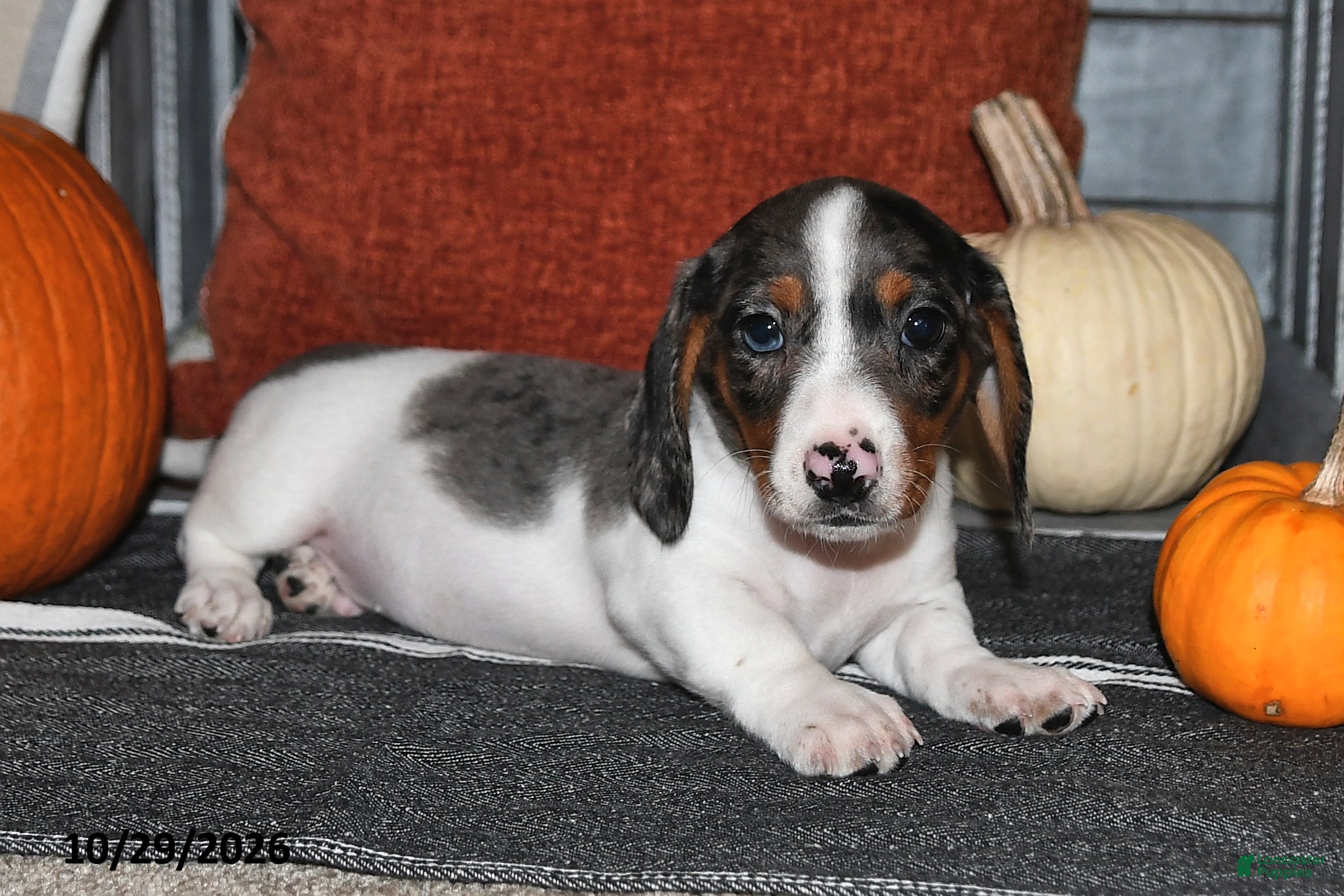 Miniature Dachshund dogs for sale: Winston - Ad 2
