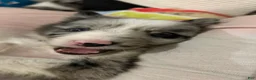 Border Collie dogs for sale: Charity Gayle - Ad 3
