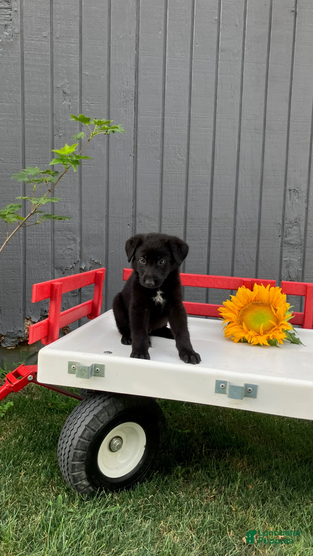 German Shepherd dogs for sale: Snickers  - Ad 2