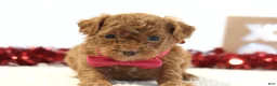 Toy Poodle dogs for sale: Sweetie - Ad 2