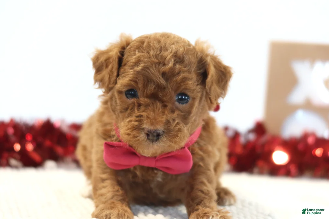 Toy Poodle dogs for sale: Sweetie - Ad 2