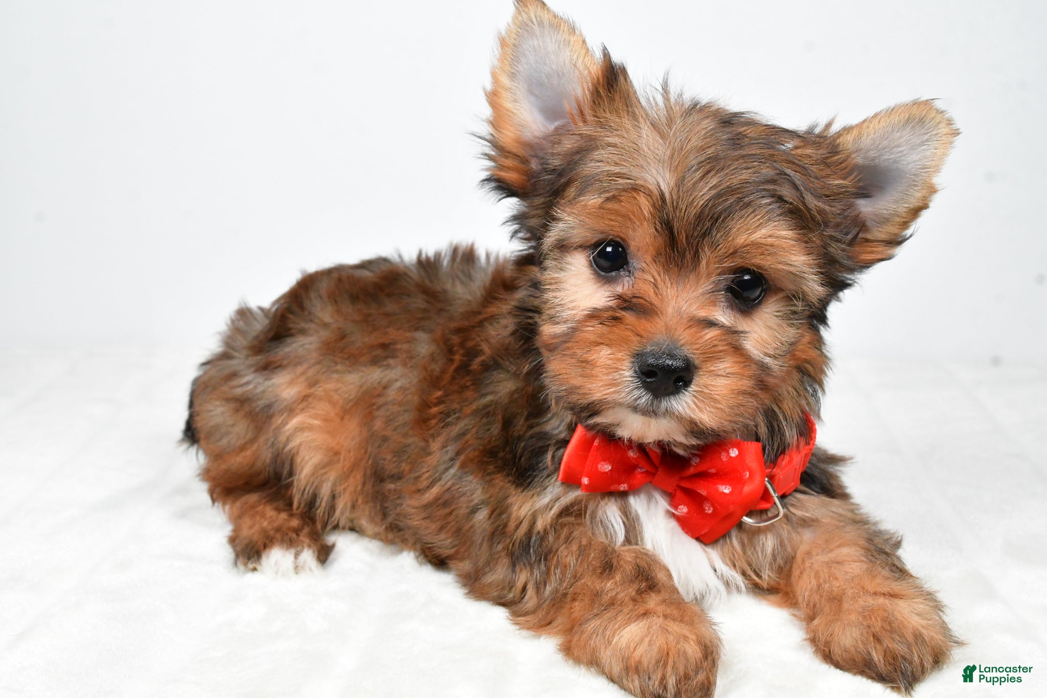 Yorkshire Terrier dogs Walker - Ad 2
