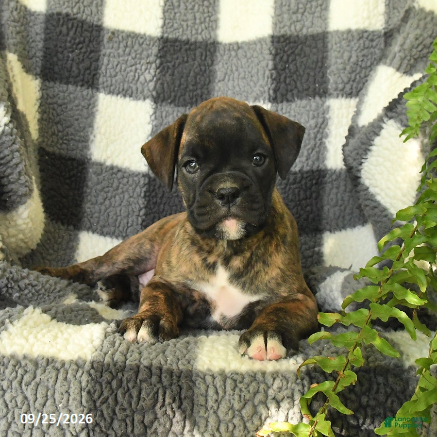 Boxer dogs Penny - Ad 2