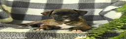 Boxer dogs for sale: Penny - Ad 2