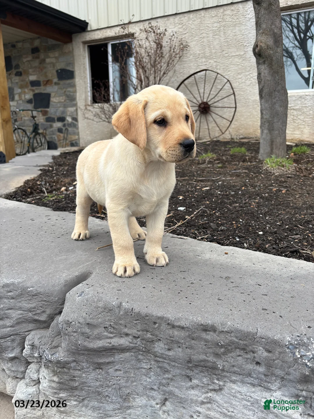 Labrador Retriever dogs for sale: Harley - Ad 2