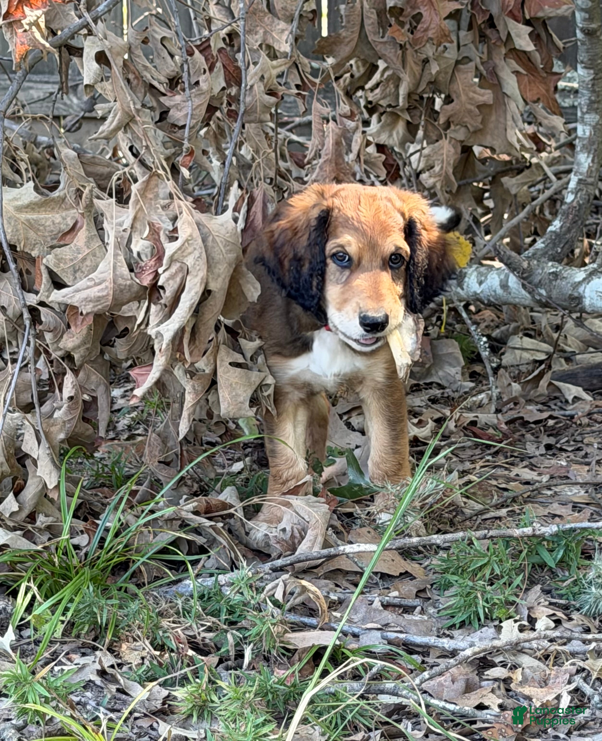 Aussiedoodle dogs Beary - Ad 10