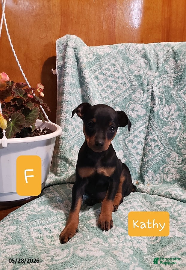 Mixed Breed dogs Kathy - Ad 10