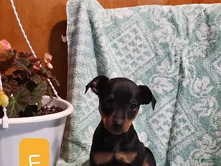 Mixed Breed dogs Kathy - Ad 10