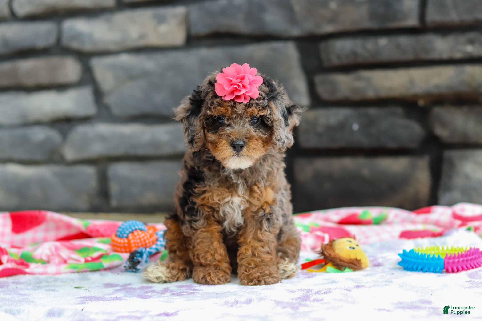 Miniature Poodle dogs Lexi - Ad 2