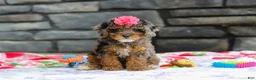 Miniature Poodle dogs for sale: Lexi - Ad 2