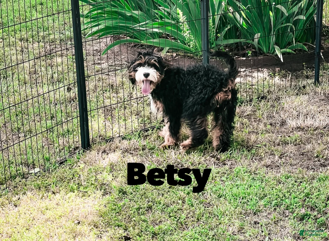 Cavapoo dogs for sale: Benny - Ad 2