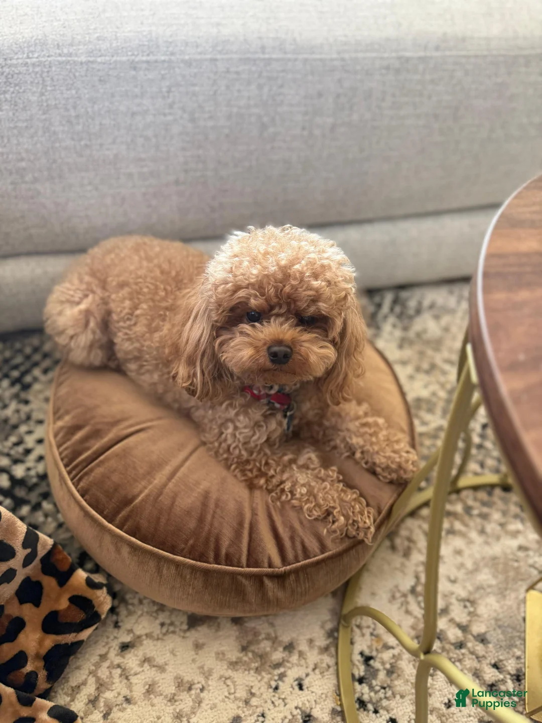 Toy Poodle dogs for sale: Toy Poodle Puppy 1 - Ad 4