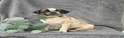 Pug dogs for sale: Harper - Ad 3