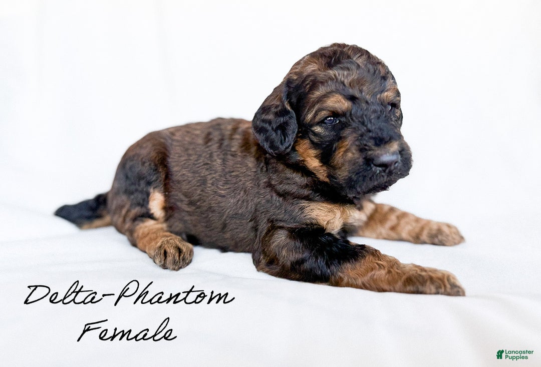 Standard Poodle dogs for sale: Delta  - Ad 2