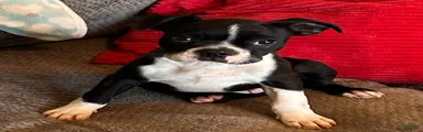 Boston Terrier 1