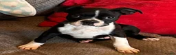 Boston Terrier dogs for sale: Boston Terrier 1 - Ad 1