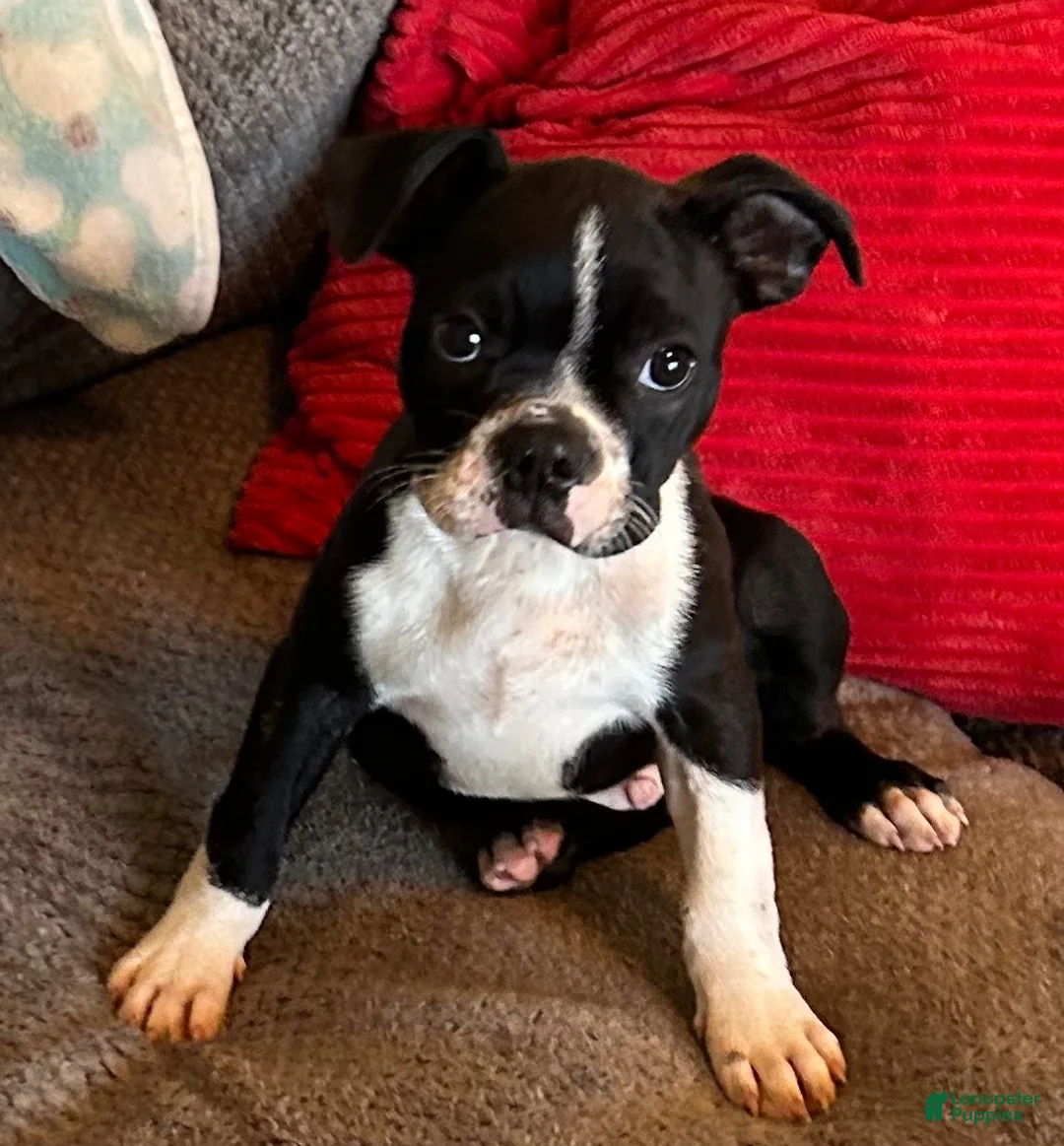 Boston Terrier dogs for sale: Boston Terrier 1 - Ad 1