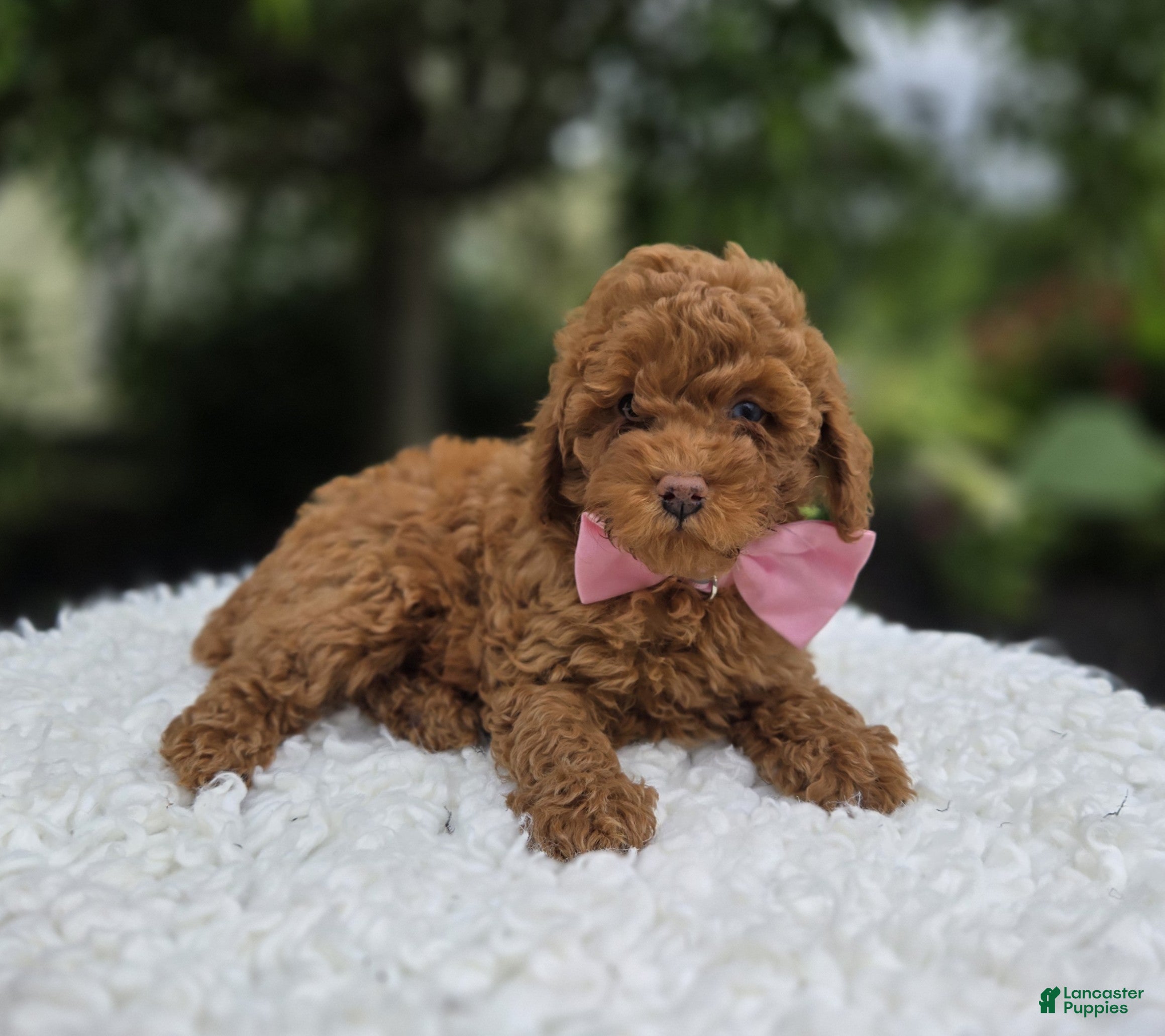 Miniature Poodle dogs Bliss - Ad 1
