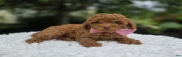 Miniature Poodle dogs for sale: Bliss - Ad 1